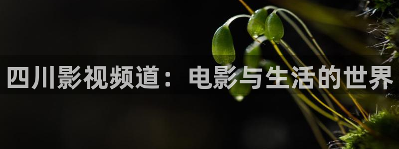 飞马影院app：四川影视频道：电影与生活的世界